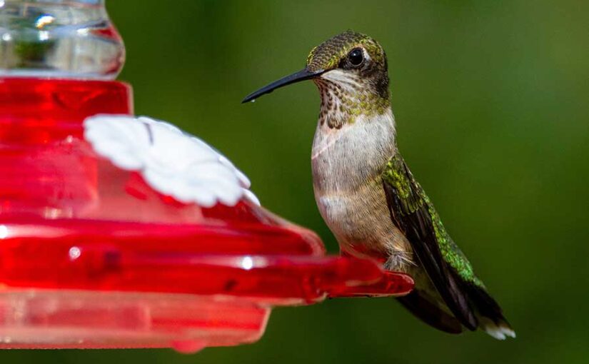 Colibrí