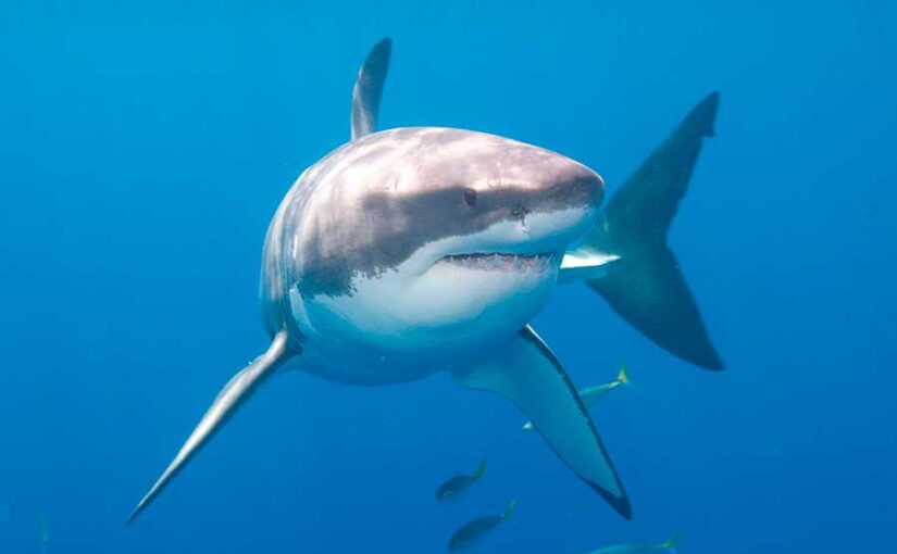 Tiburón blanco