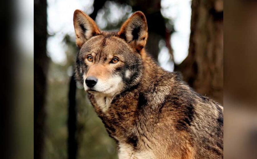 Lobo rojo