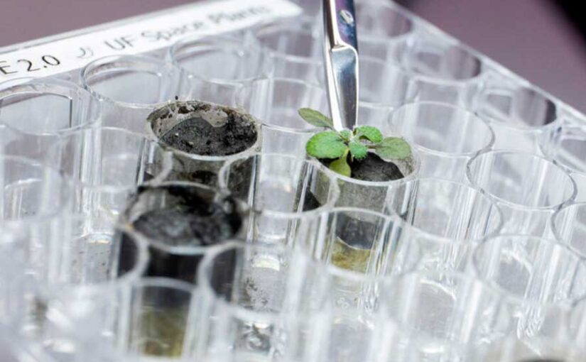 Plantas de laboratorio