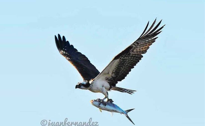 Águila pescadora