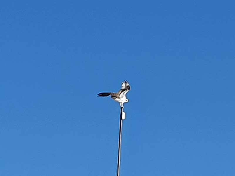 Águila pescadora