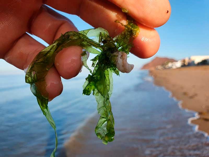 Alga marina en Bahía de Kino, Sonora