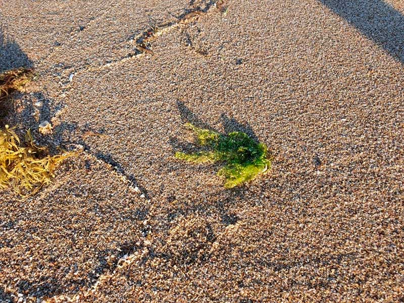 Alga marina en Bahía de Kino, Sonora