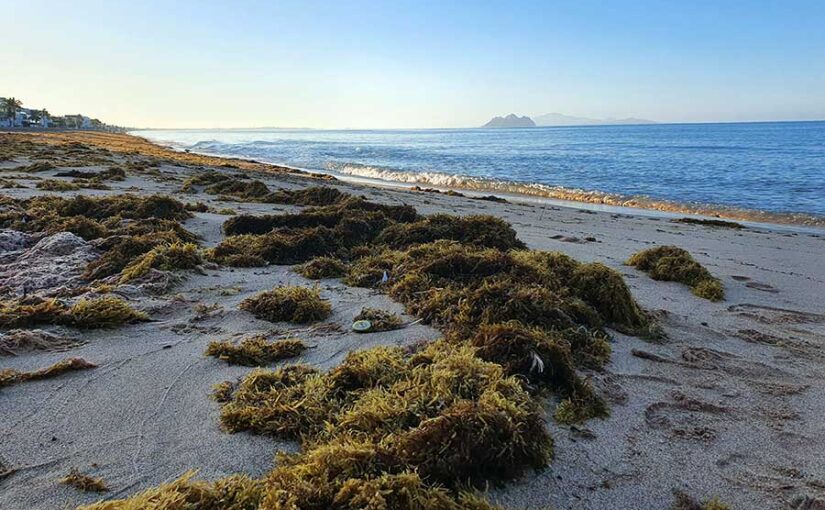 Alga marina en Bahía de Kino, Sonora