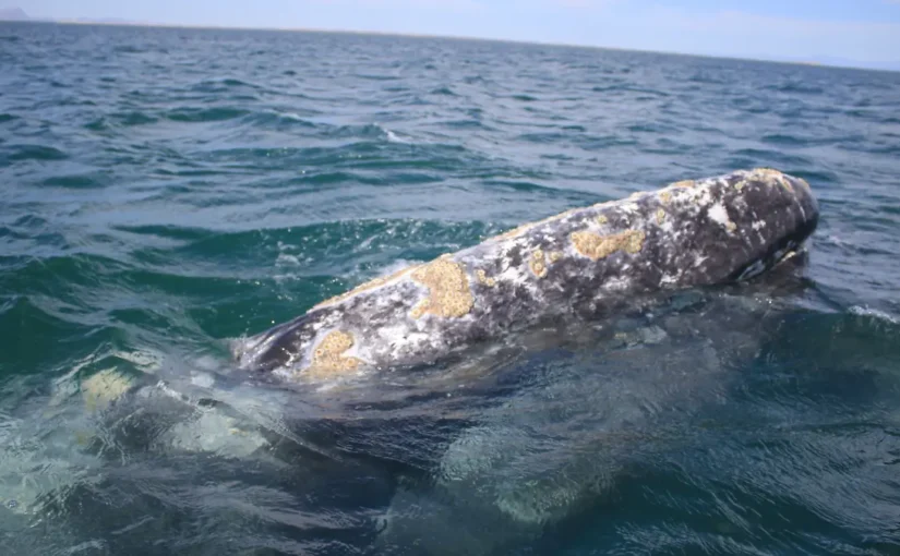 El Silencio Blanco: El Cáncer que Viaja en la Grasa de Ballena